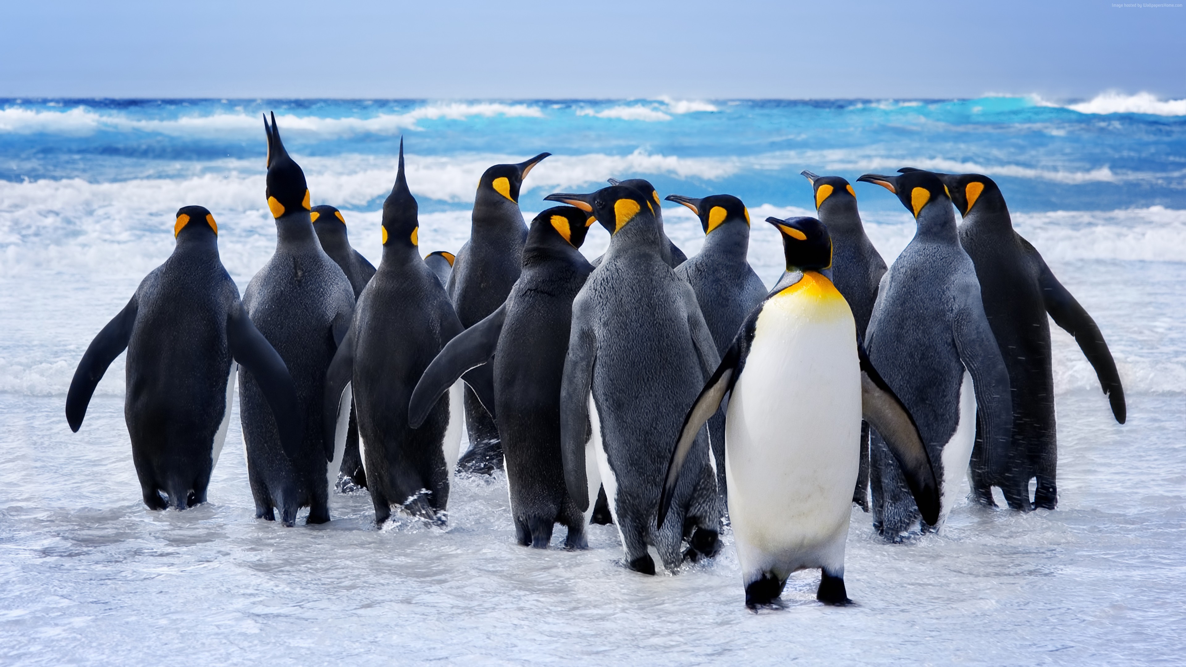 Wallpaper Pinguin, snow, ocean, cute animals, funny, Animals